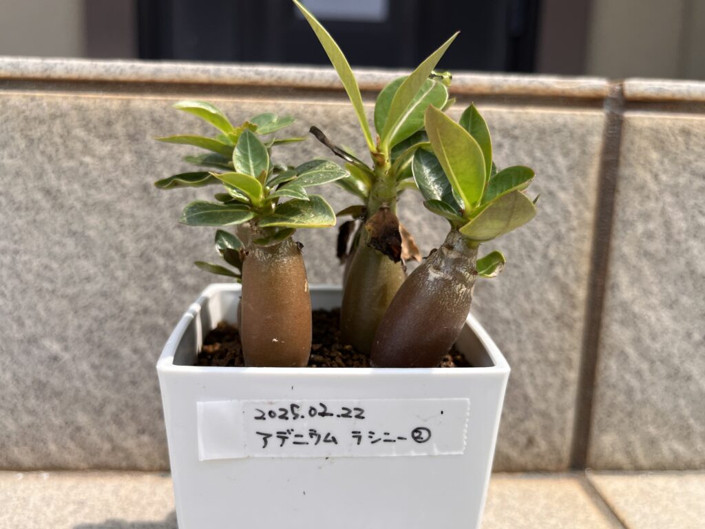 アデニウム・ラシニー