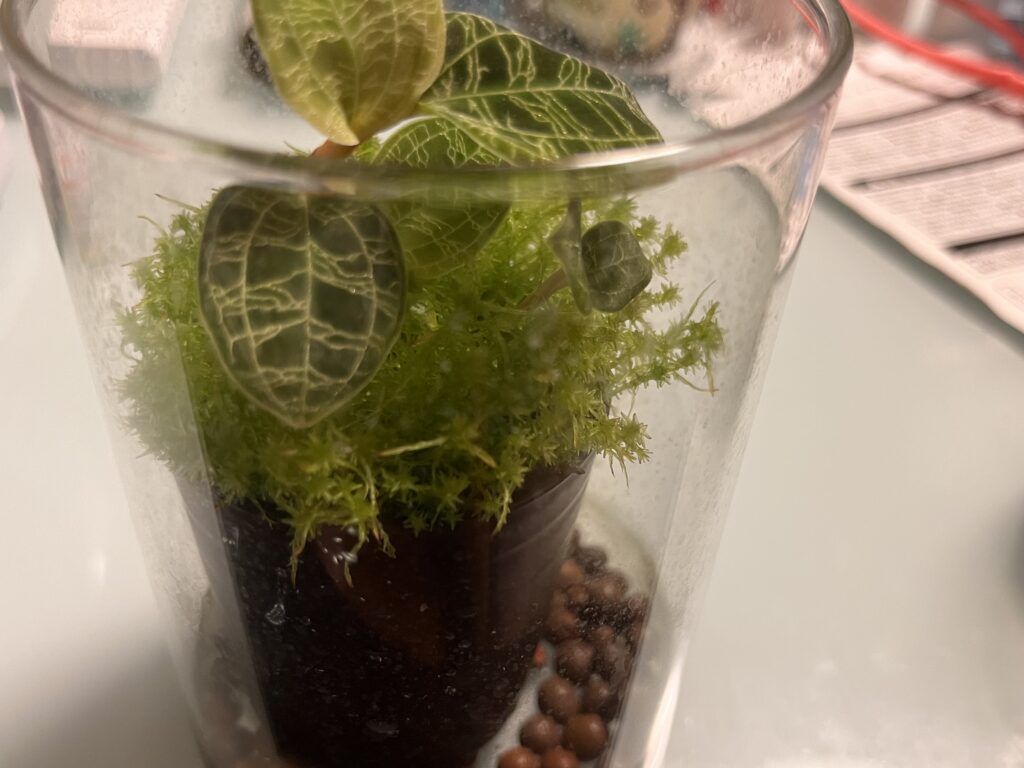 マコデスペトラ 水苔に埋もれる画像
