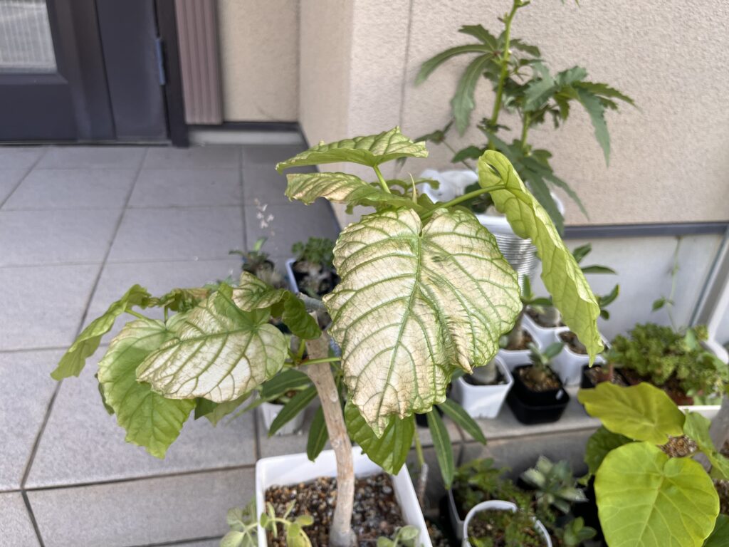 ウンベラータ葉焼け
