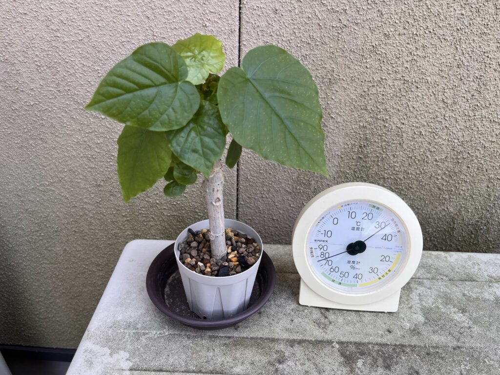 12時台ウンベラータ①