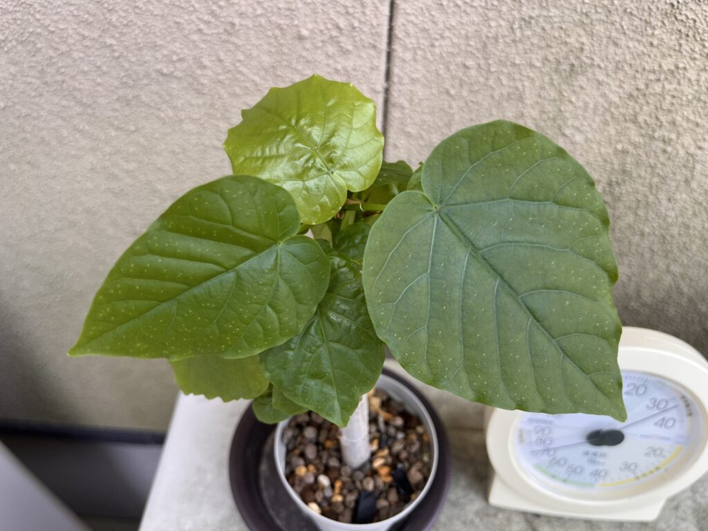 12時台ウンベラータ②