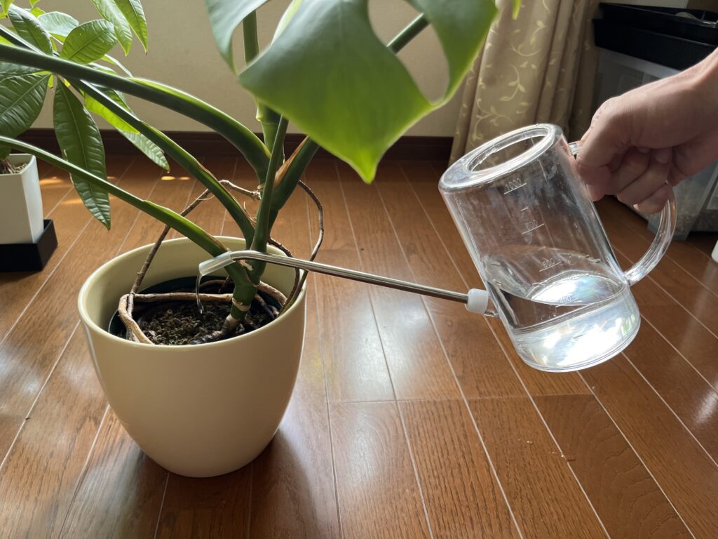 水差しでの水やり