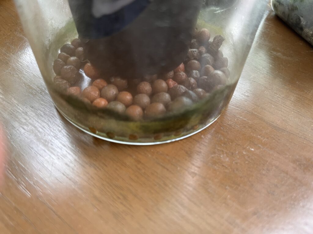 透明な容器に生えた藻