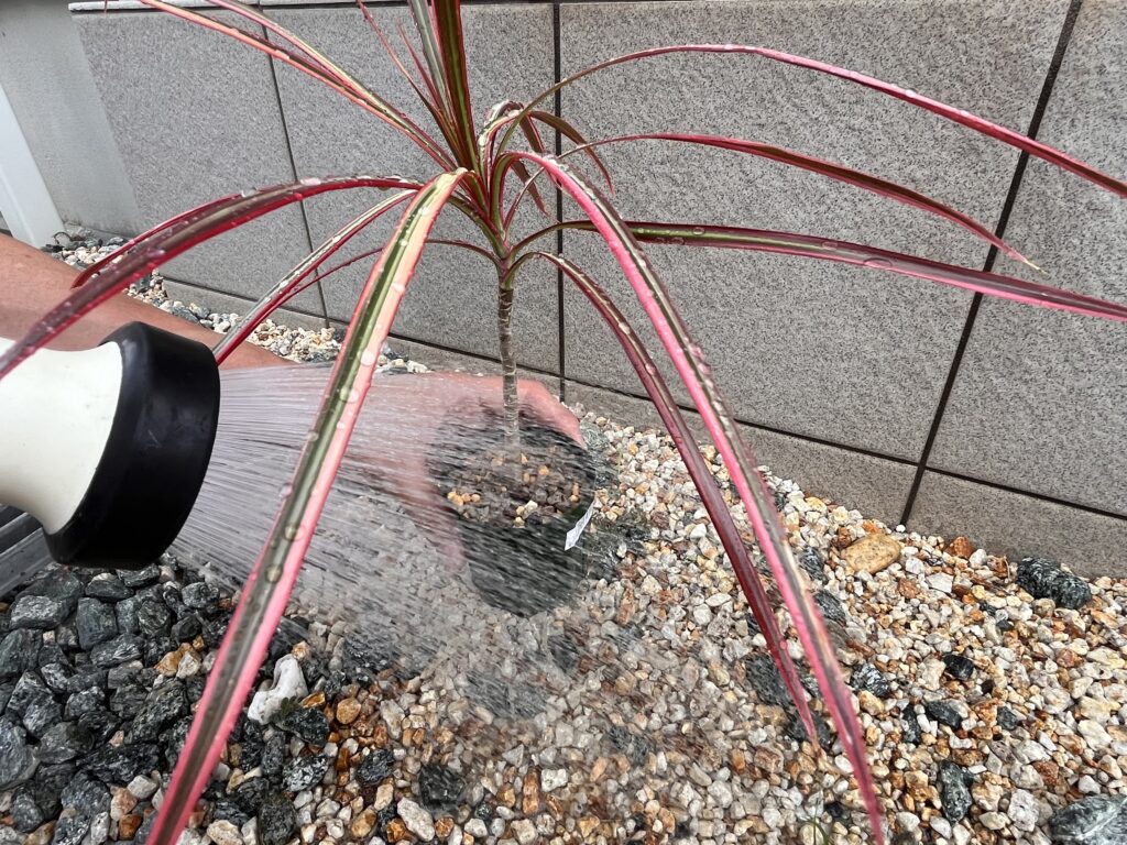 水をあげている画像