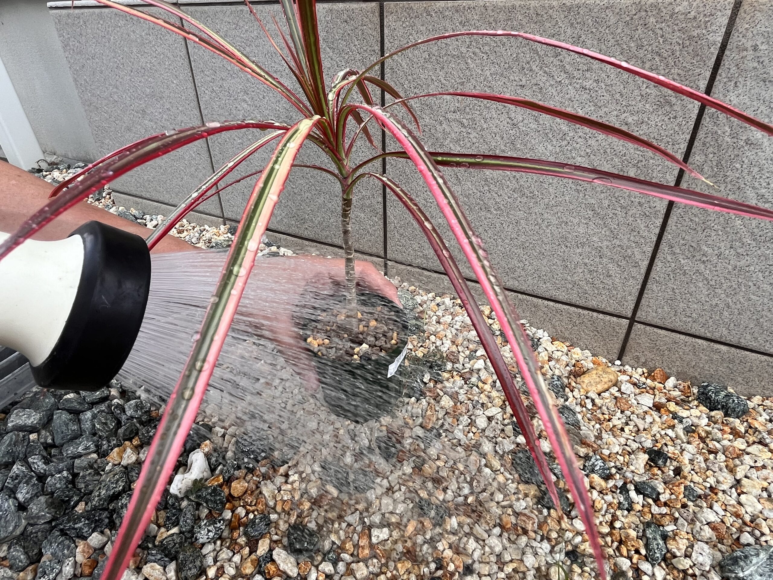 水をあげている画像