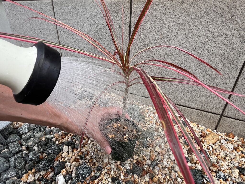 水やり