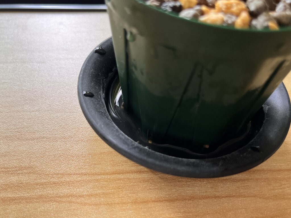 水やり(腰水)