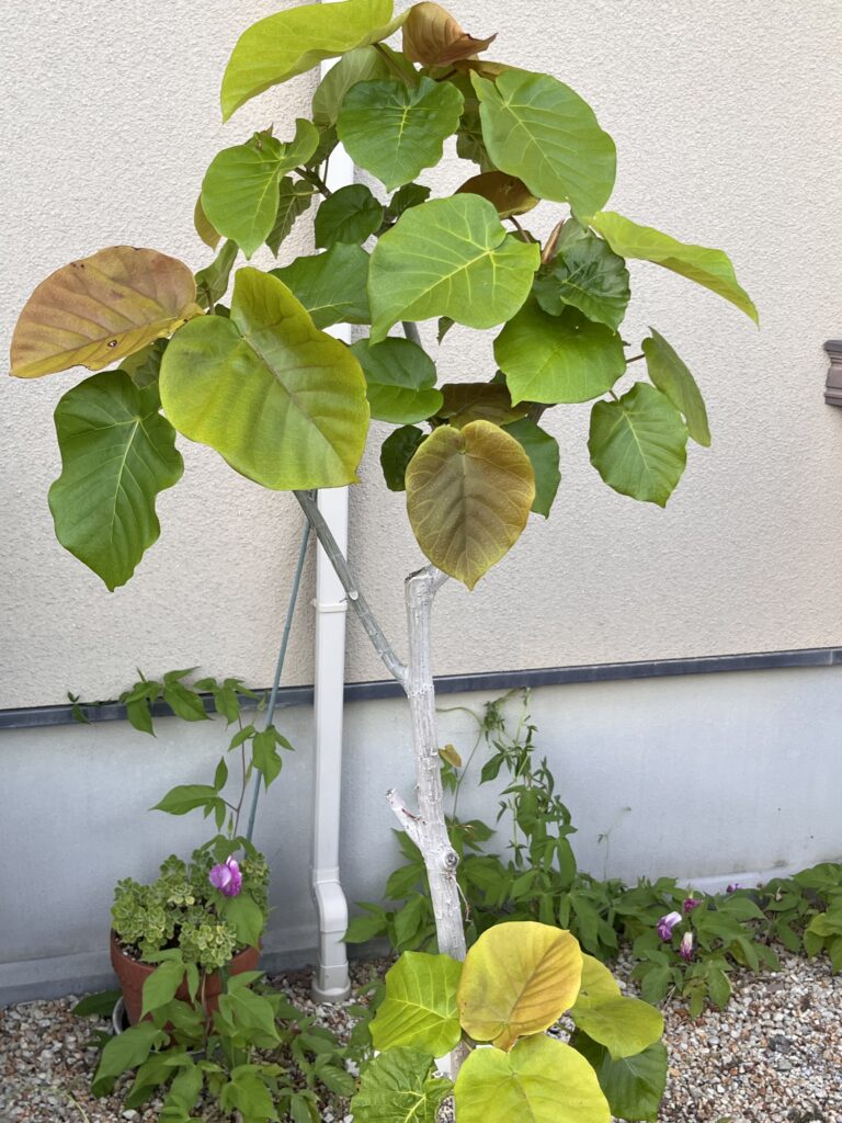 現在のウンベラータ①