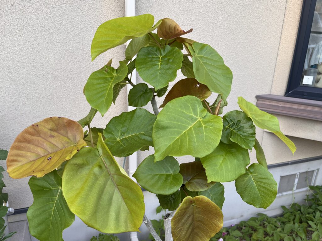 現在のウンベラータ②