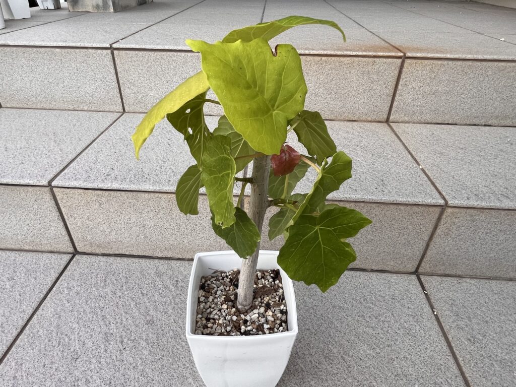 丸坊主にしたウンベラータの3ヶ月後の様子