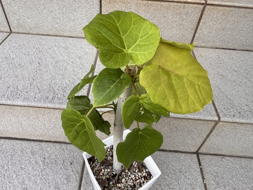 丸坊主ウンベラータ②