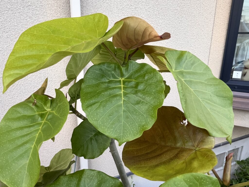 ウンベラータアップ画像