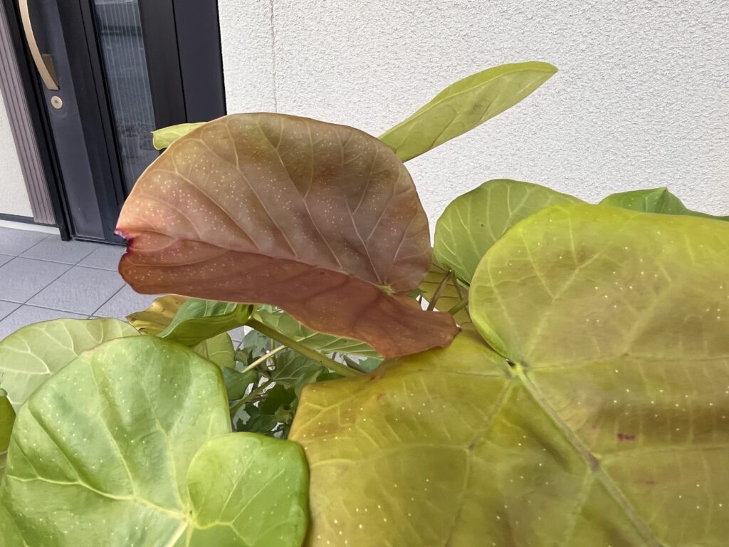 ウンベラータの赤い葉っぱ