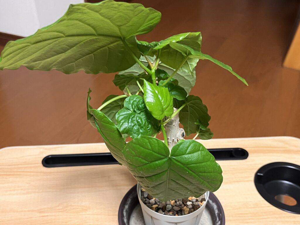 現在ウンベラータ②