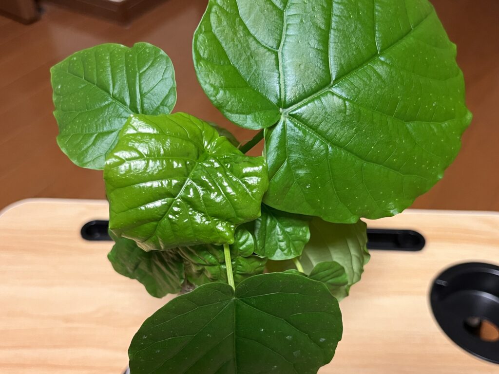 現在ウンベラータ③