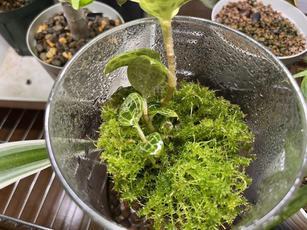 復活した水苔に埋もれるマコデスペトラ画像