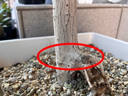 ウンベラータ株元