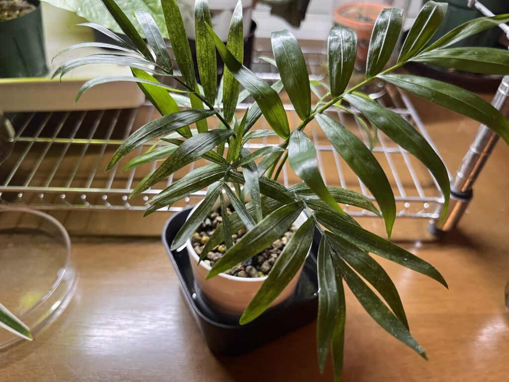 テーブルヤシ画像