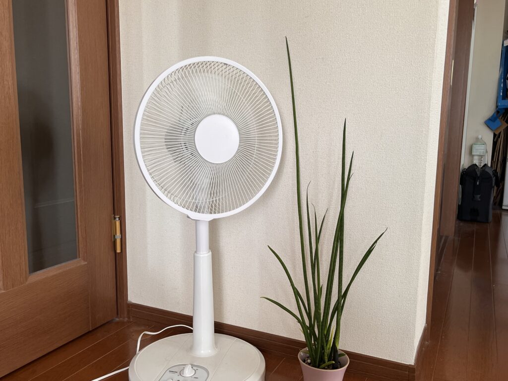 成長したサンセベリア
