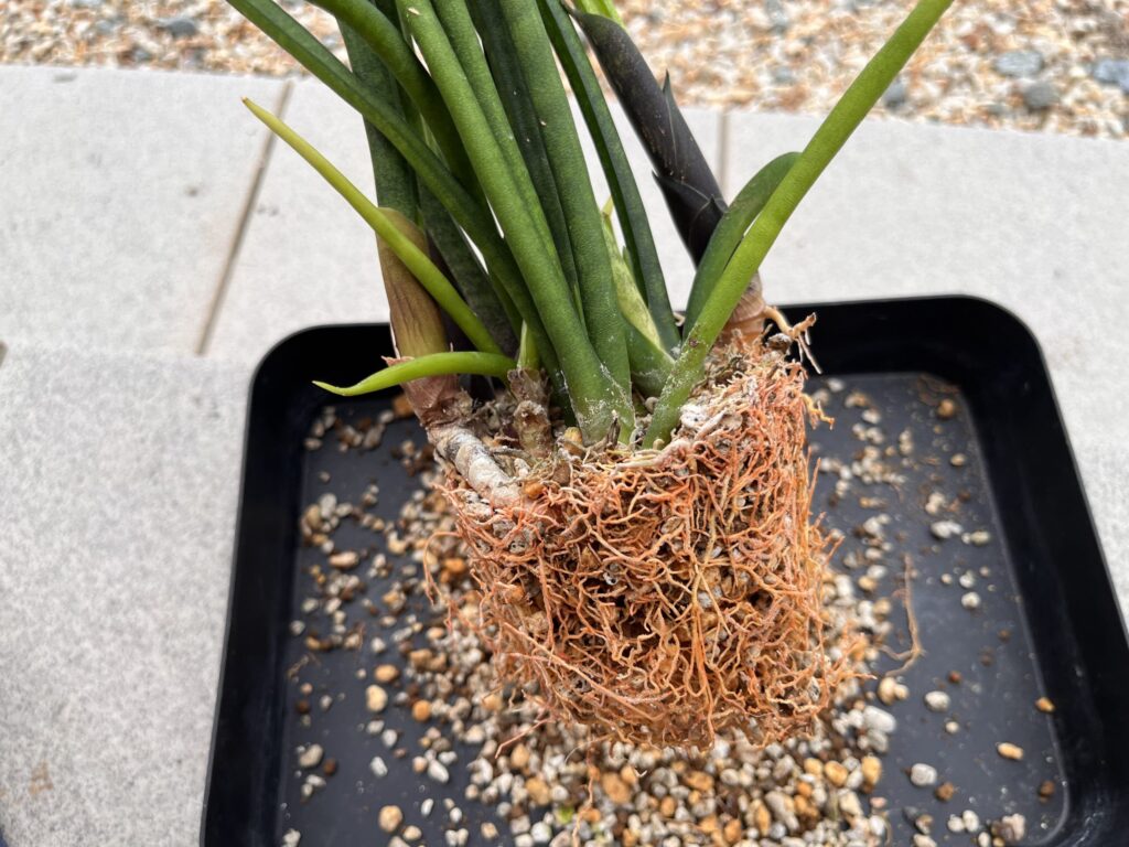 サンセベリア根っこ画像