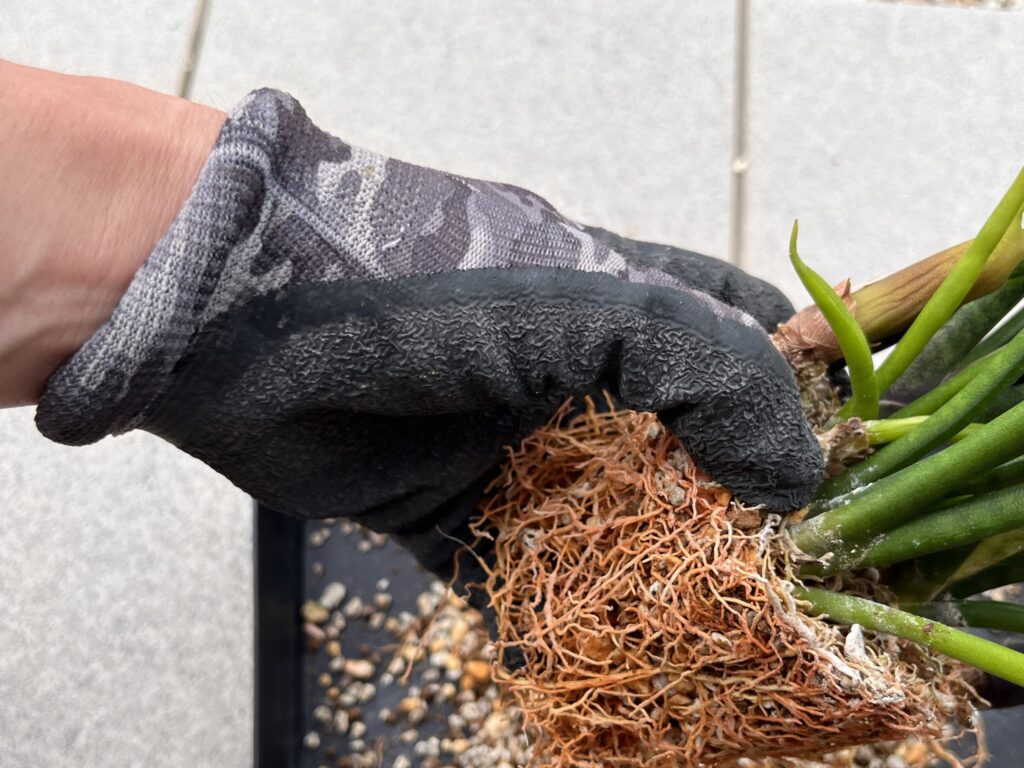 根っこをもみほぐしている画像