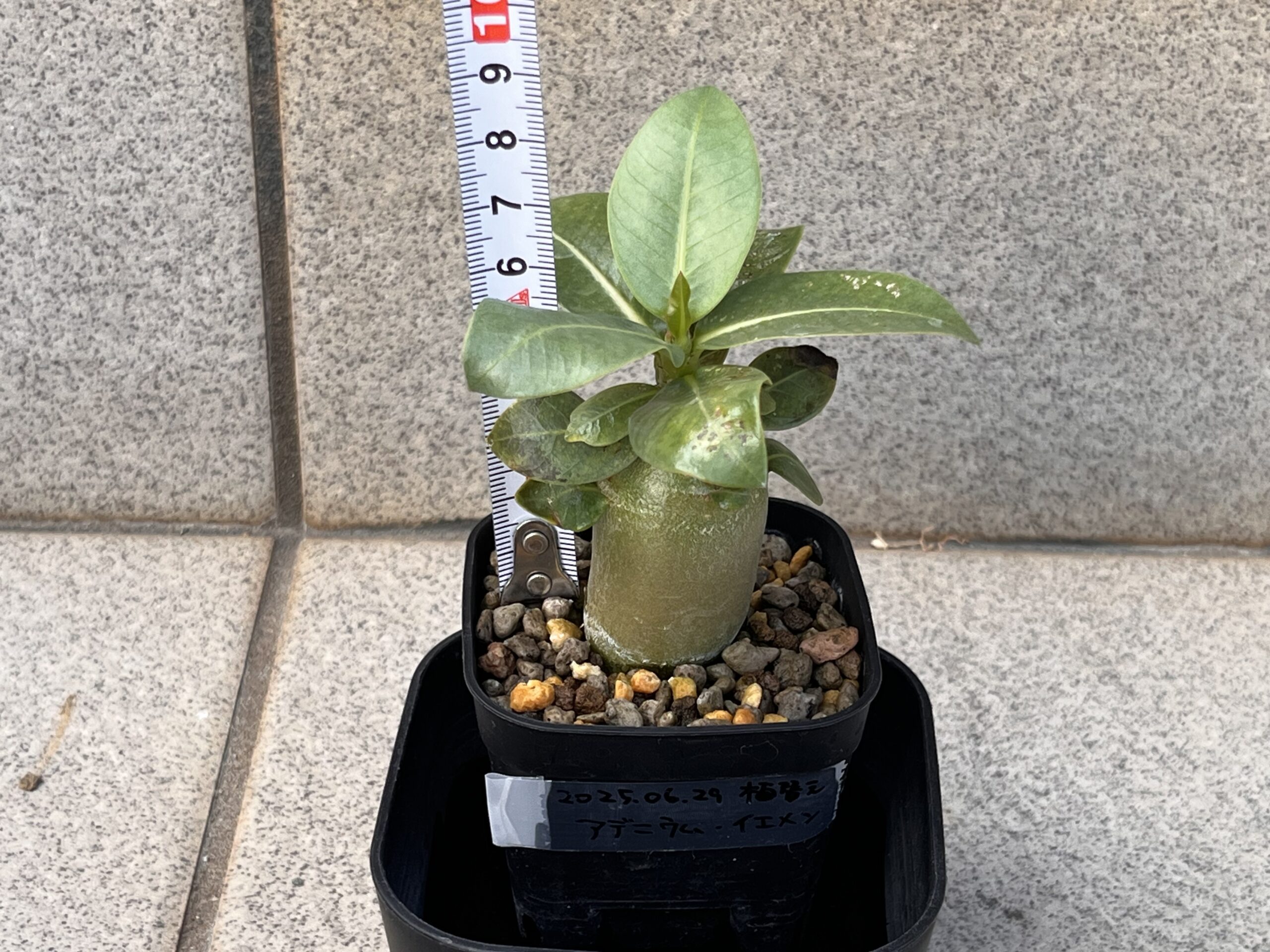 1.5か月後　腰水①