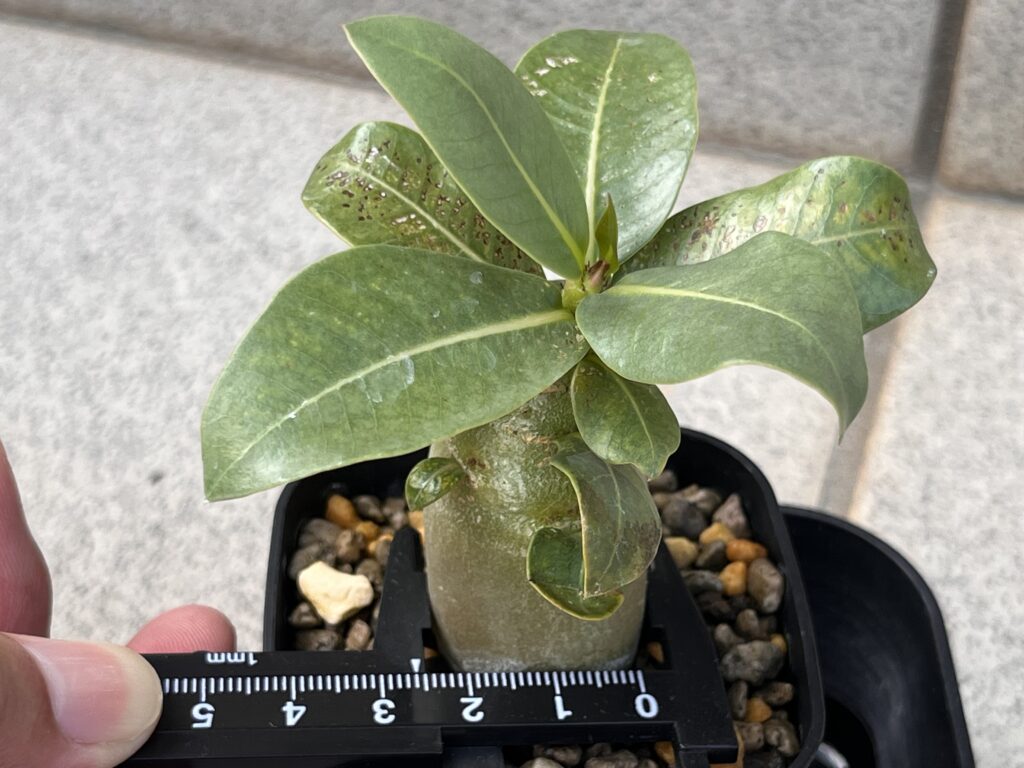 1.5か月後　腰水②