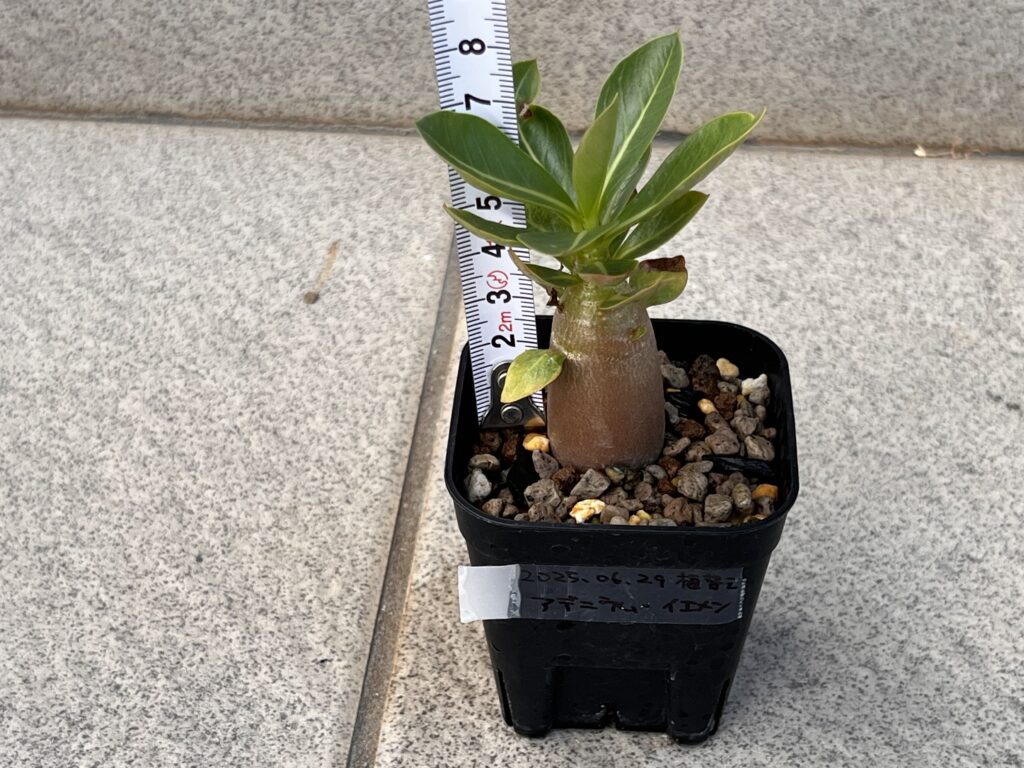 1.5か月後　通常①
