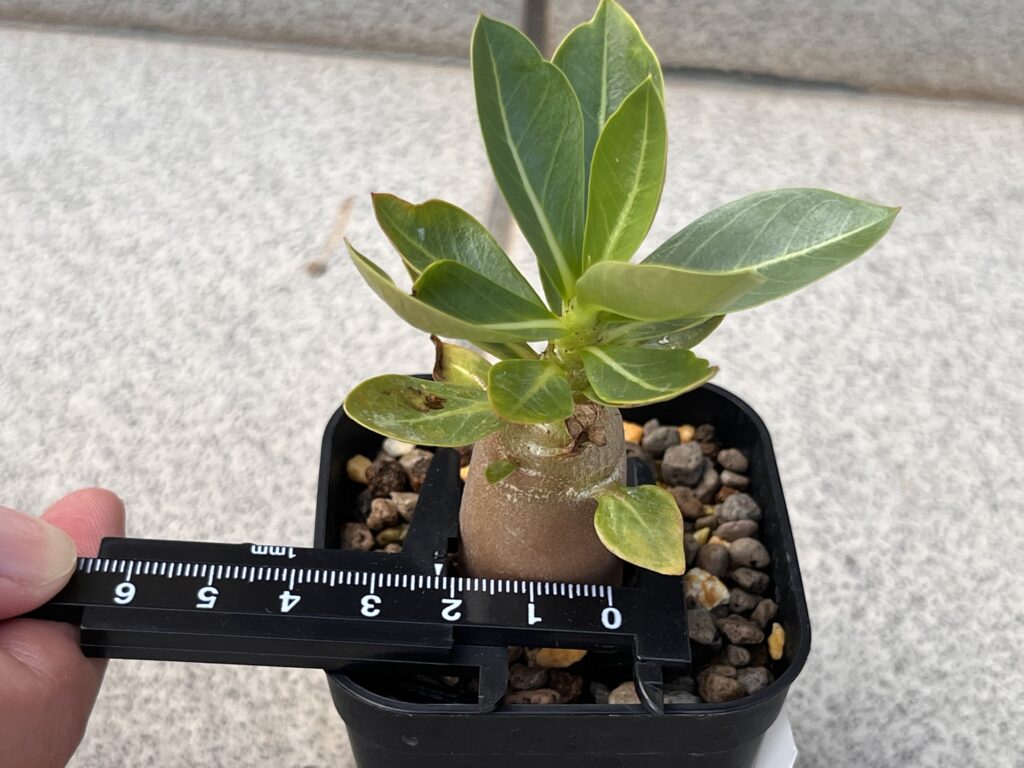 1.5か月後　通常②
