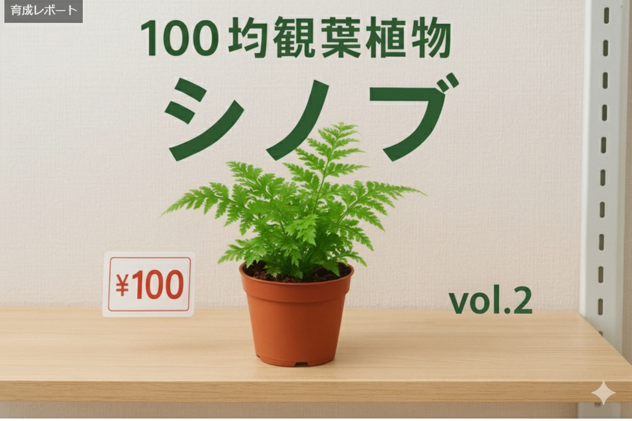 シノブ２アイキャッチ