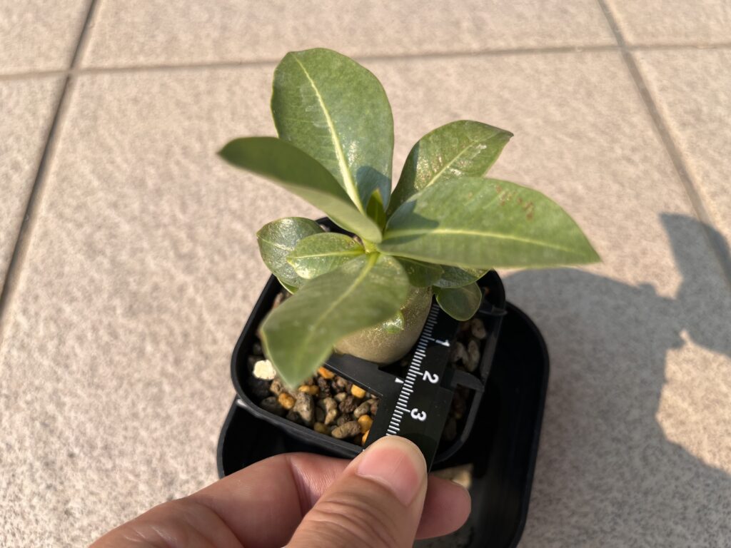 1か月後　腰水②