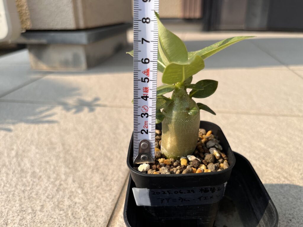 1か月後　腰水①