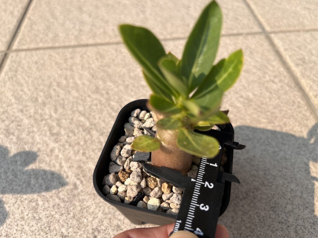 1か月後　通常②