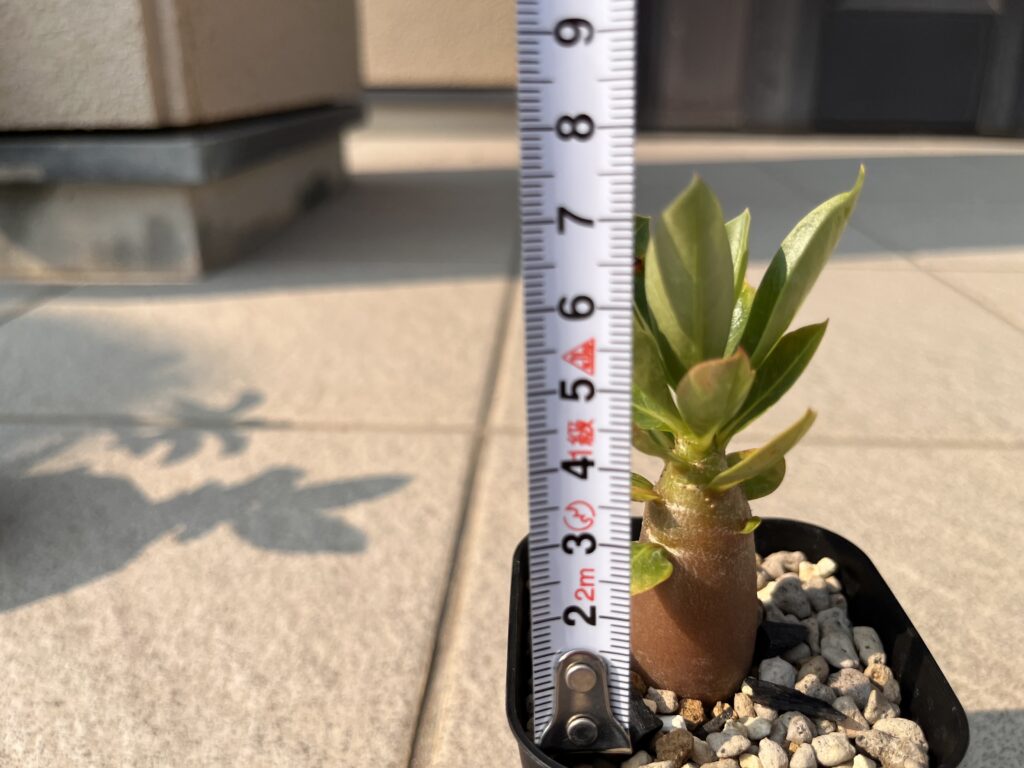 1か月後　通常①