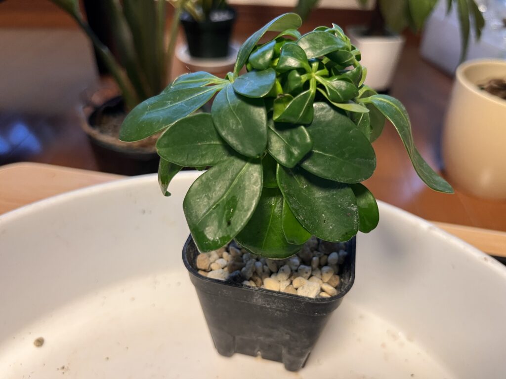 植え替え後のカポック