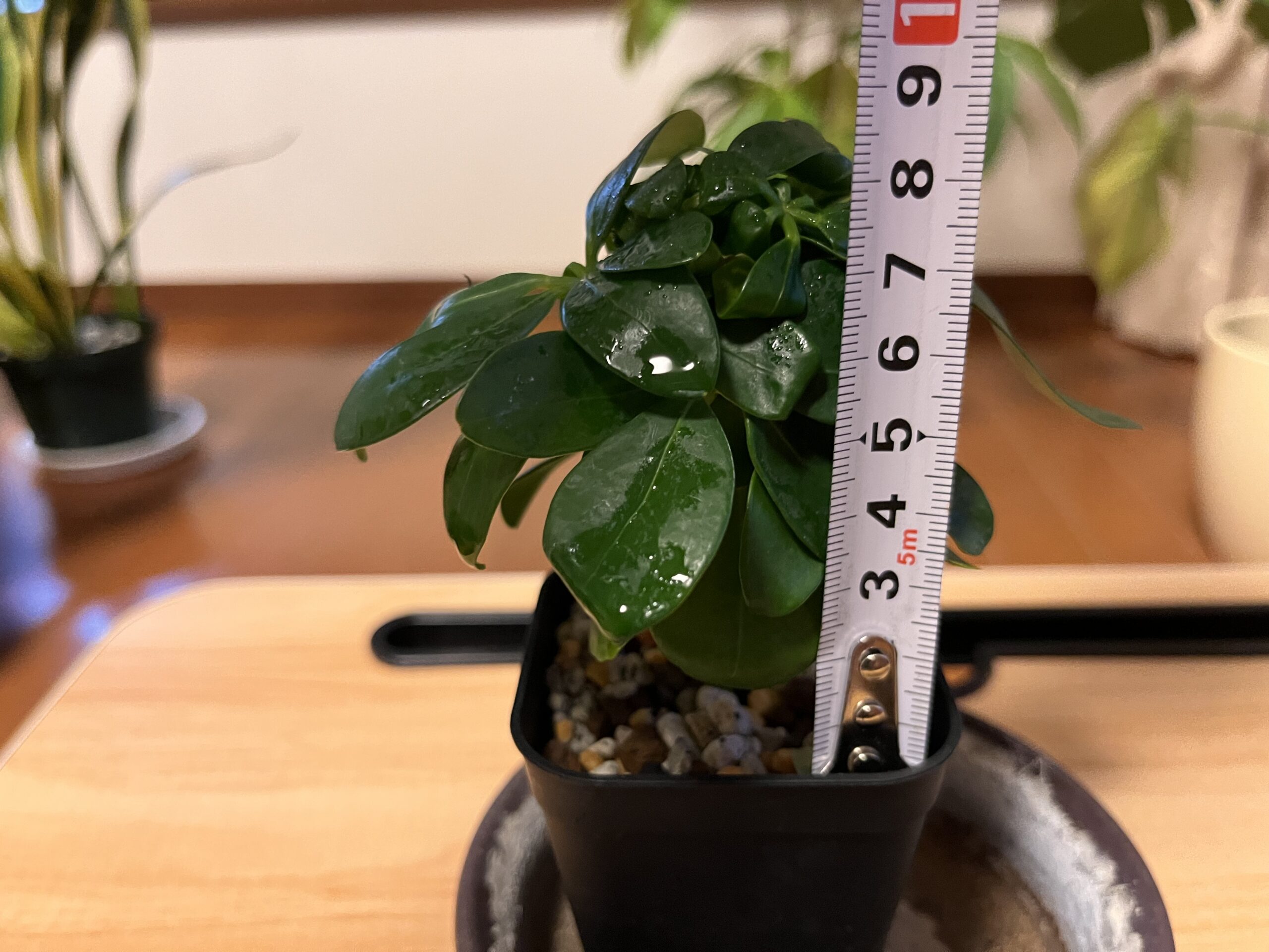 植え替え後のサイズはだいたい8.5cm