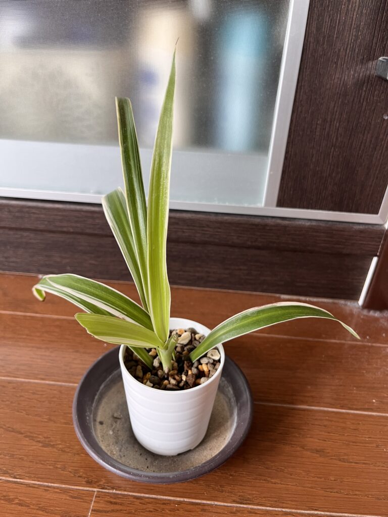 植え替え後のオリヅルラン