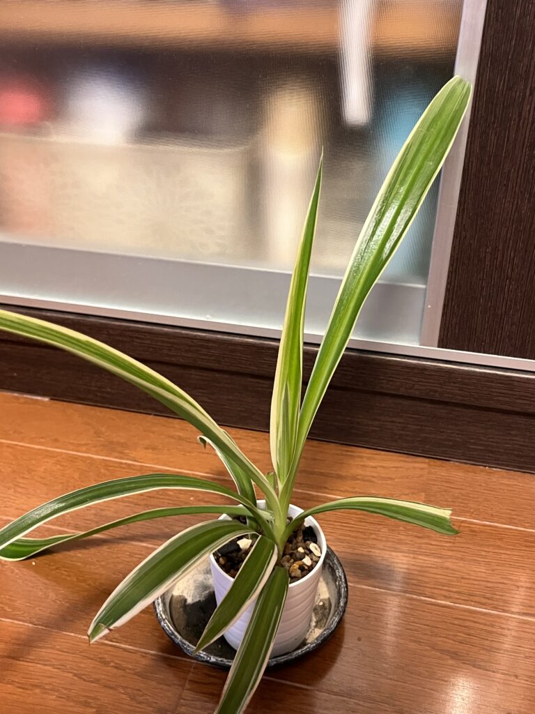 1か月後のオリヅルラン