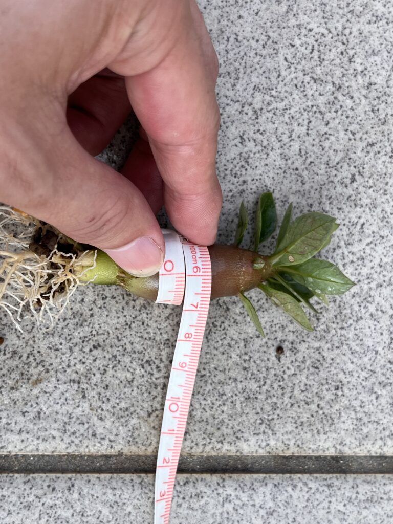通常水やりアデニウム