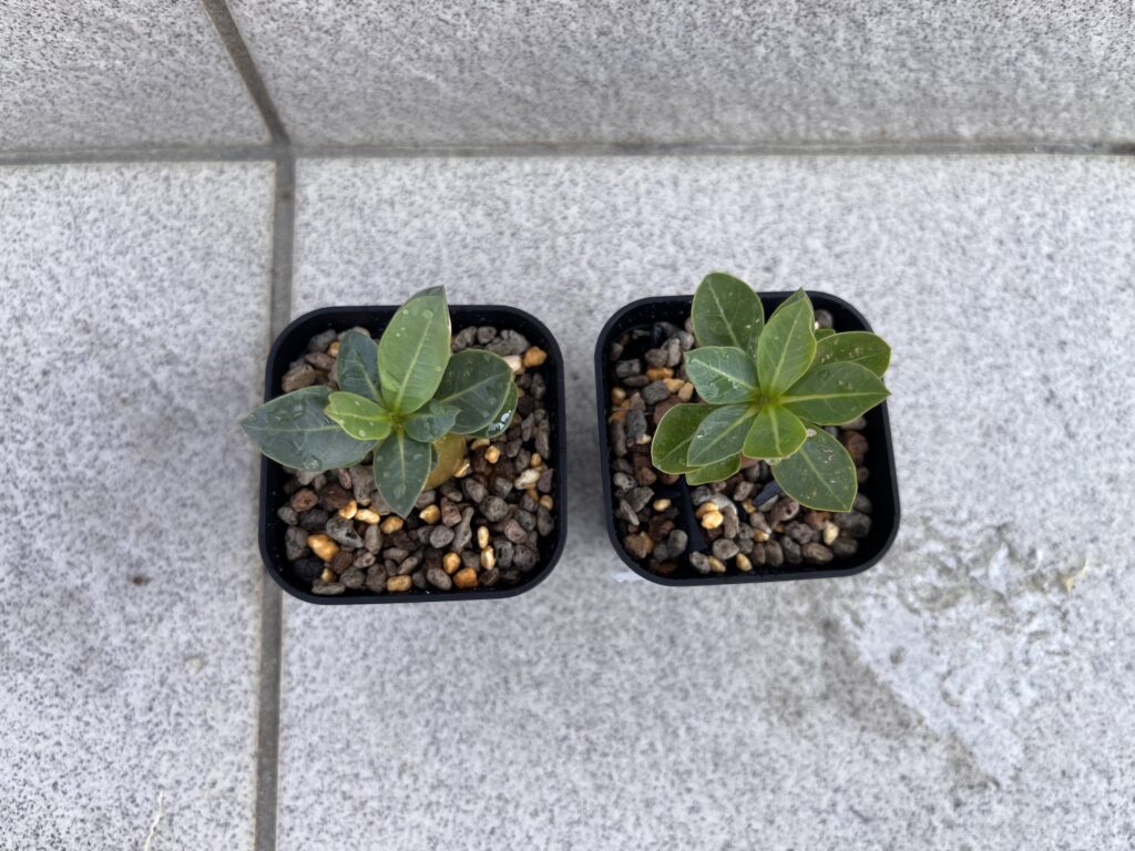 植え替え後上から見たアデニウム