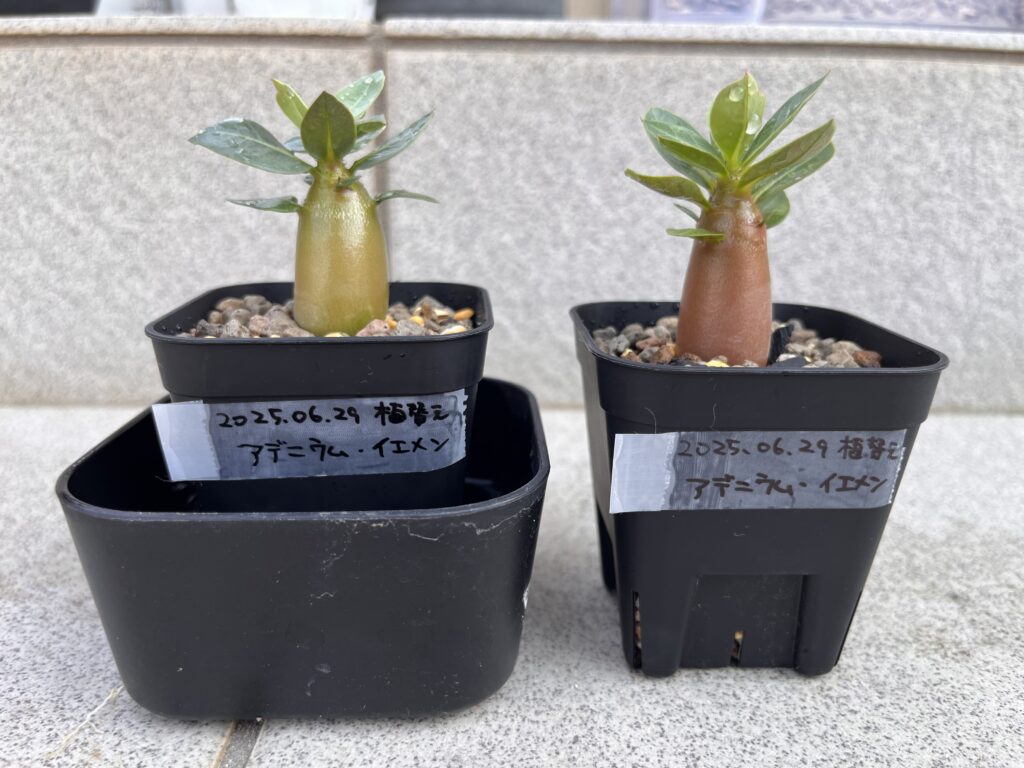 植え替え後のアデニウム