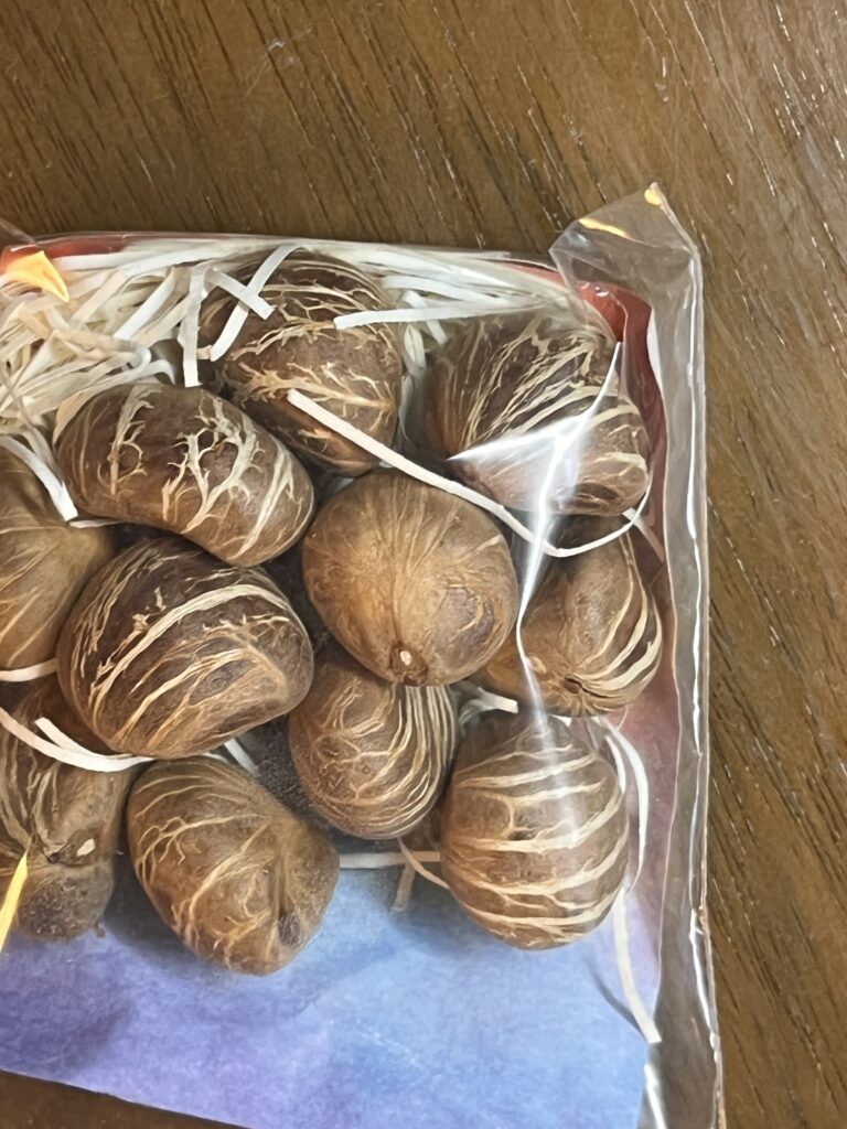 パキラの種