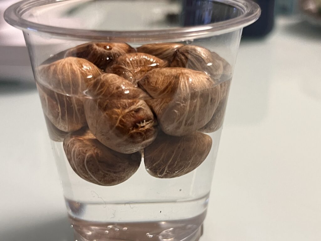 水に浸けたパキラの種