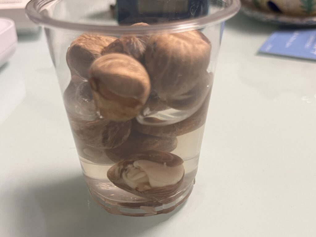 一晩漬けて置いたパキラの種