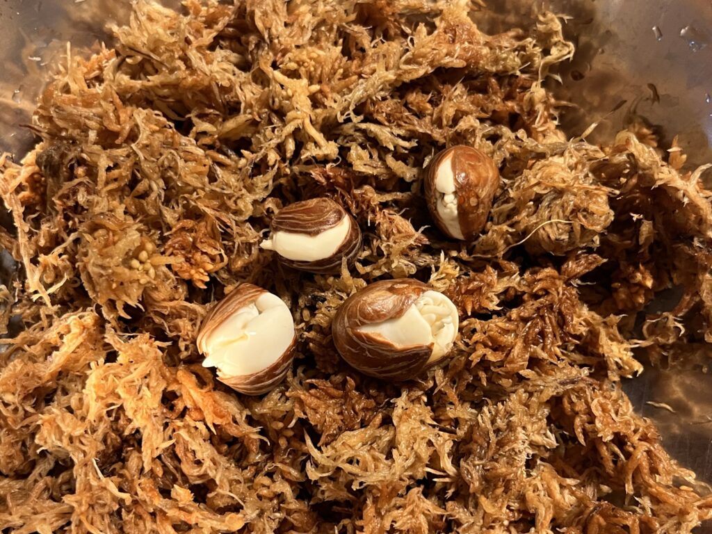 水苔の上に載せたパキラの種