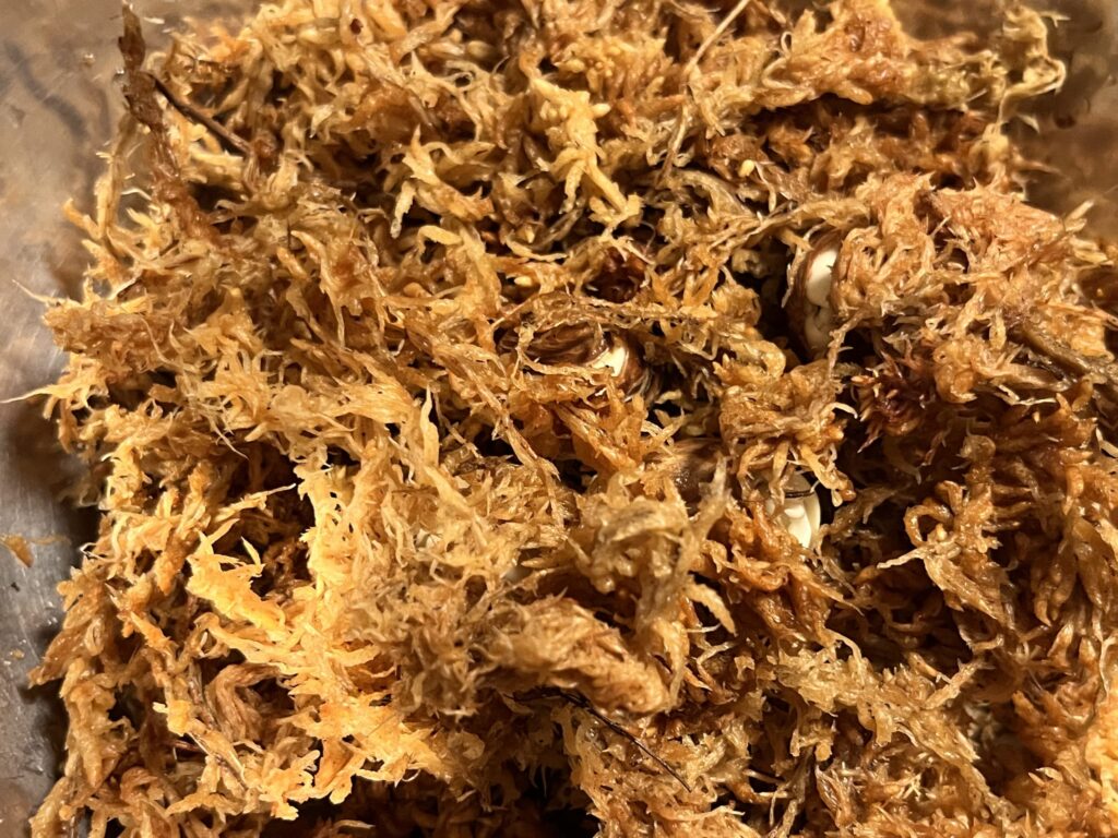 パキラの種に水苔をかけた画像
