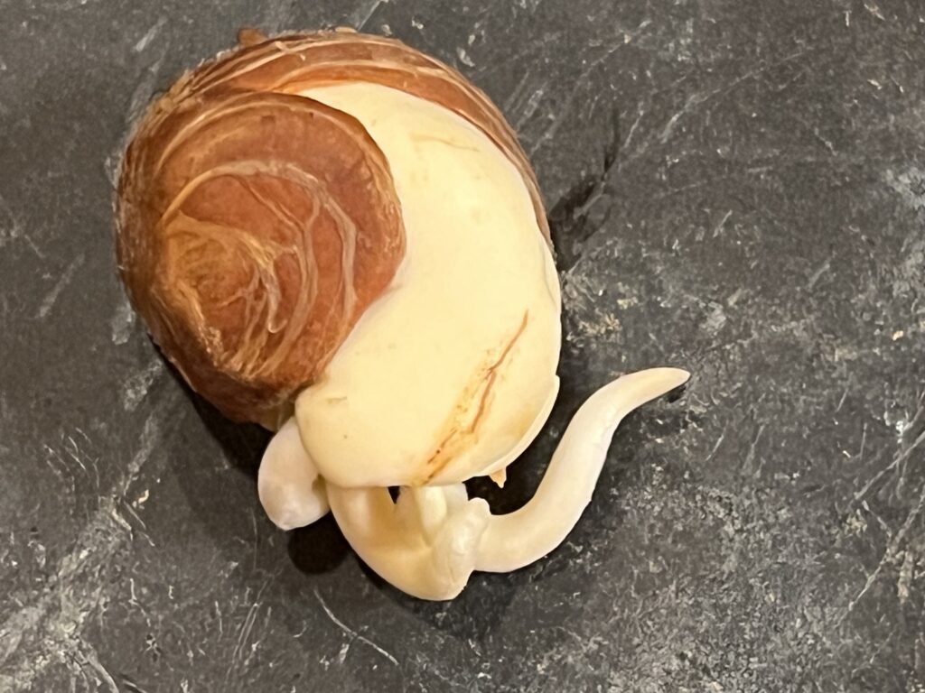殻が割れたパキラの画像