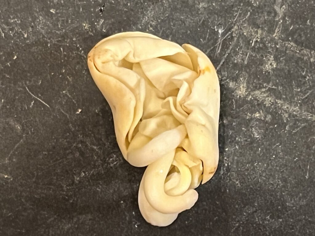 殻を外したパキラ画像