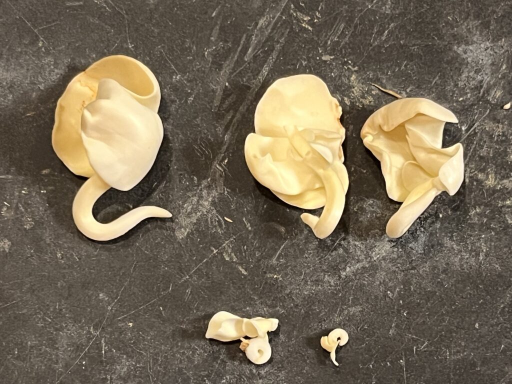 バラバラに分けたパキラ画像