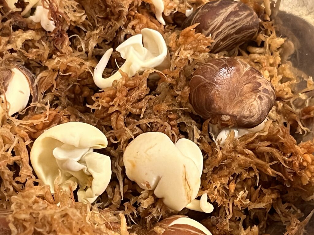 水苔に戻したパキラ画像